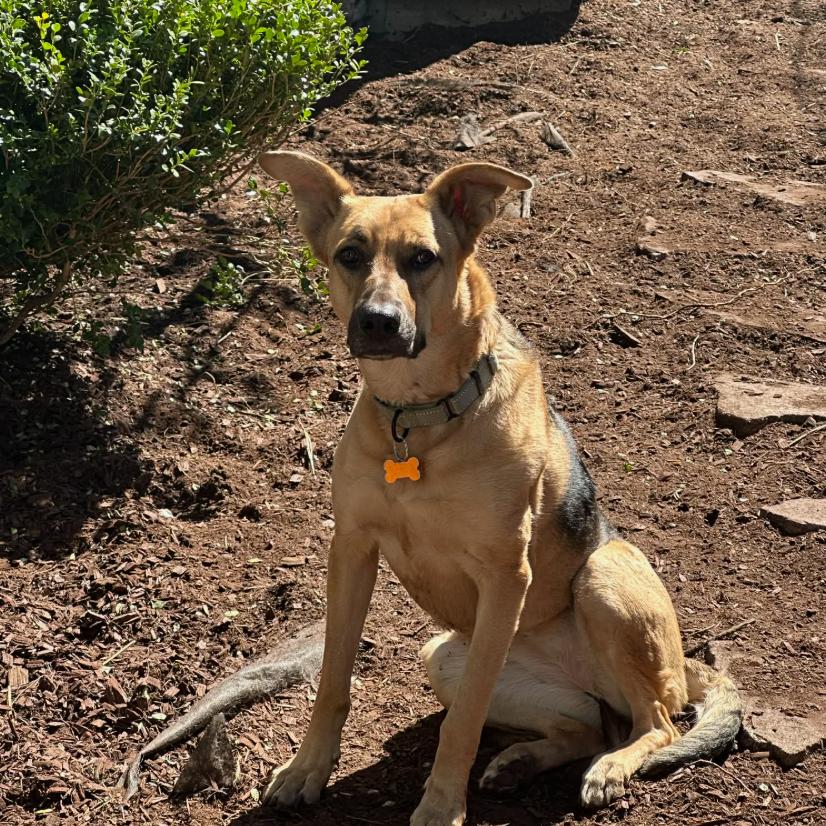 Enlarge Marianne, a Adoptable mixed breed in Bend, OR image 2/5