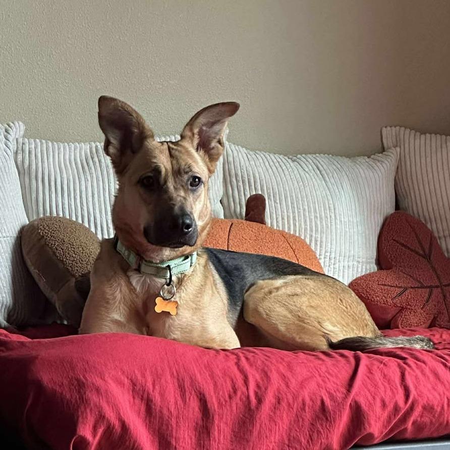 Marianne, a Adoptable mixed breed in Bend, OR image 2/4