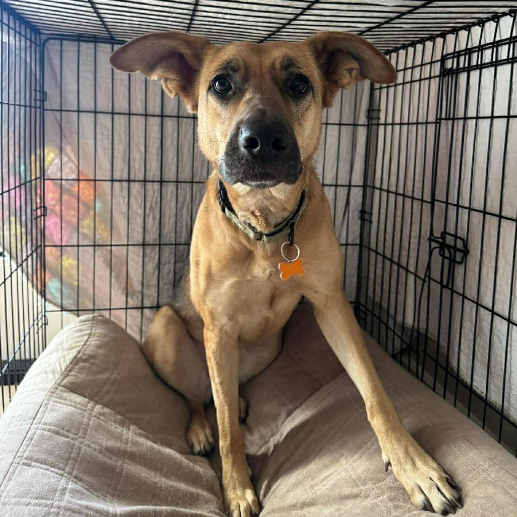 Enlarge Marianne, a Adoptable mixed breed in Bend, OR image 4/6