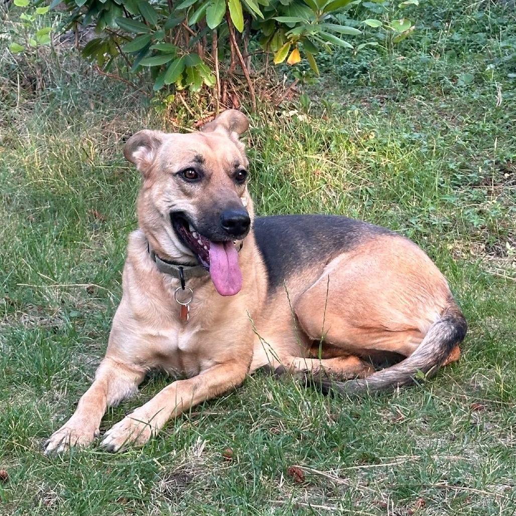 Marianne (New Foster Update - Adoption Special!), a Adoptable mixed breed in Bend, OR image 4/5
