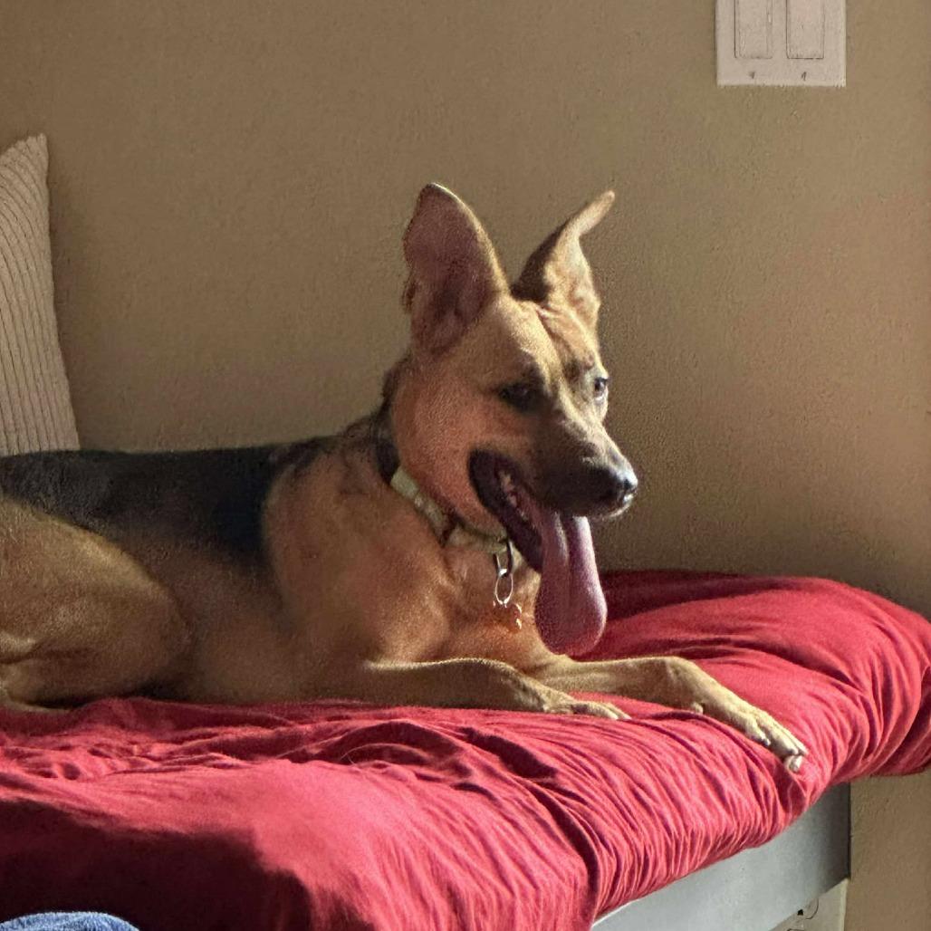 Marianne, a Adoptable mixed breed in Bend, OR image 3/4