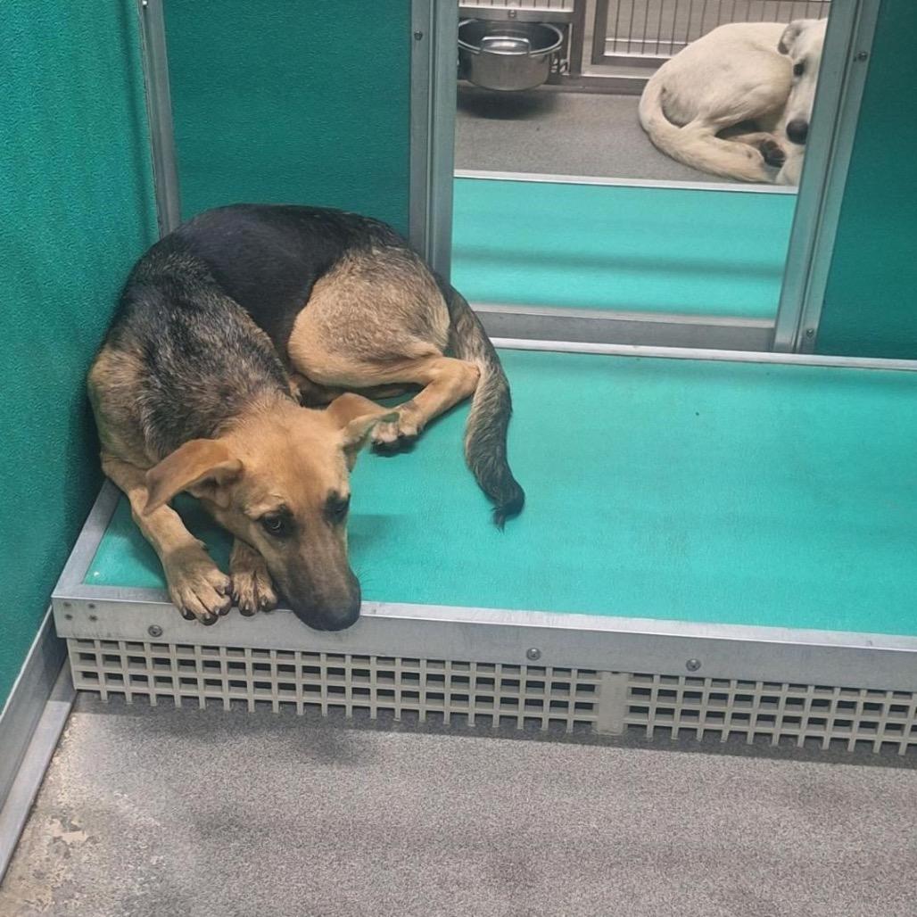 Marianne, a Adoptable mixed breed in Bend, OR image 4/4