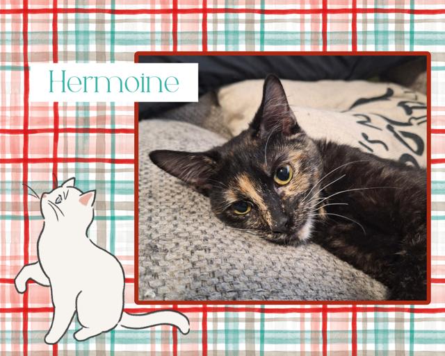 Hermione, Adoptable, Young Female Domestic Short Hair.