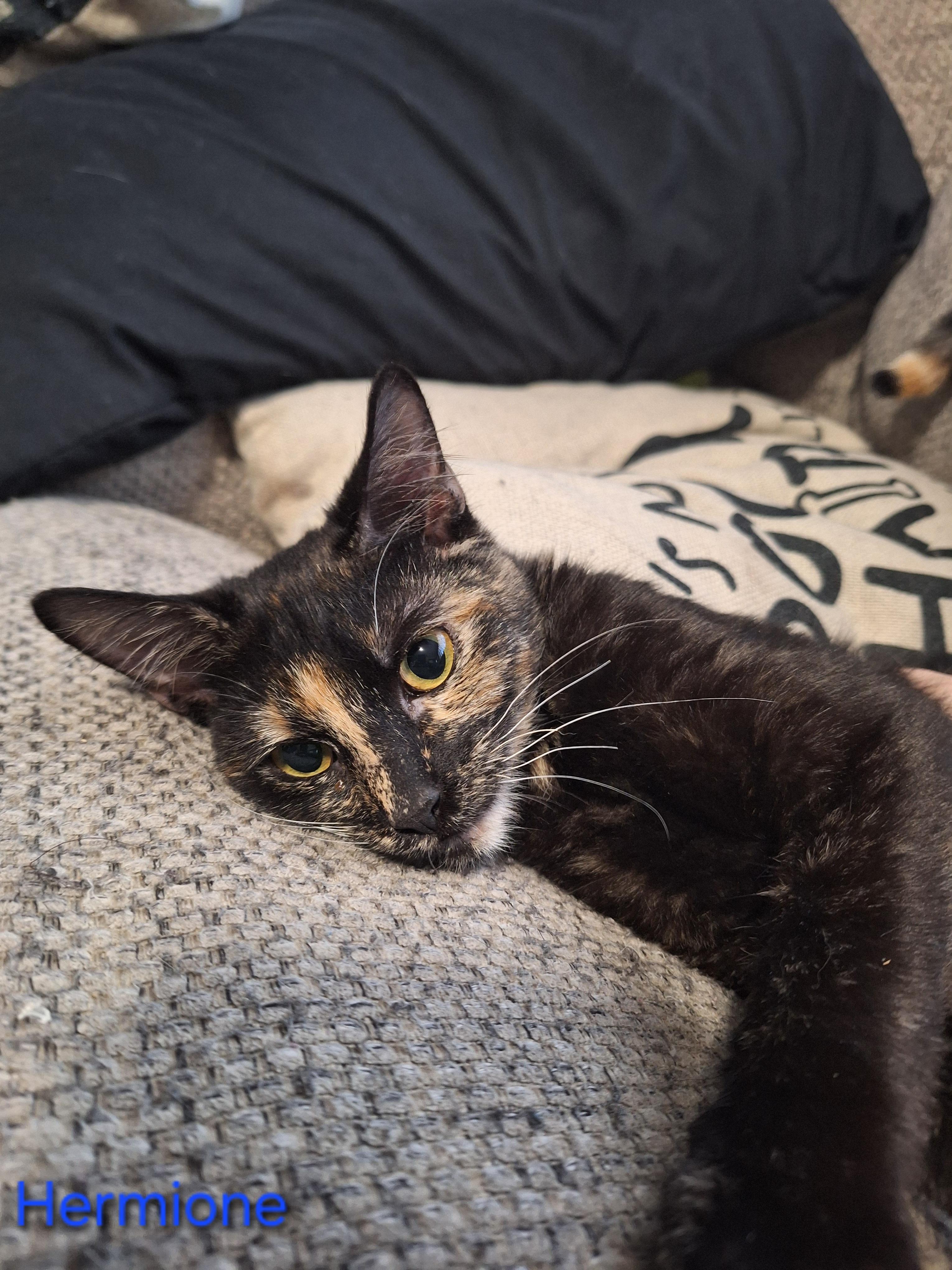 Enlarge Hermione, a Adoptable Domestic Short Hair in Kearney, NE image 2/2