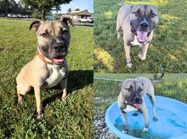 GOMEZ, Adoptable, Young Male Pit Bull Terrier & Siberian Husky.