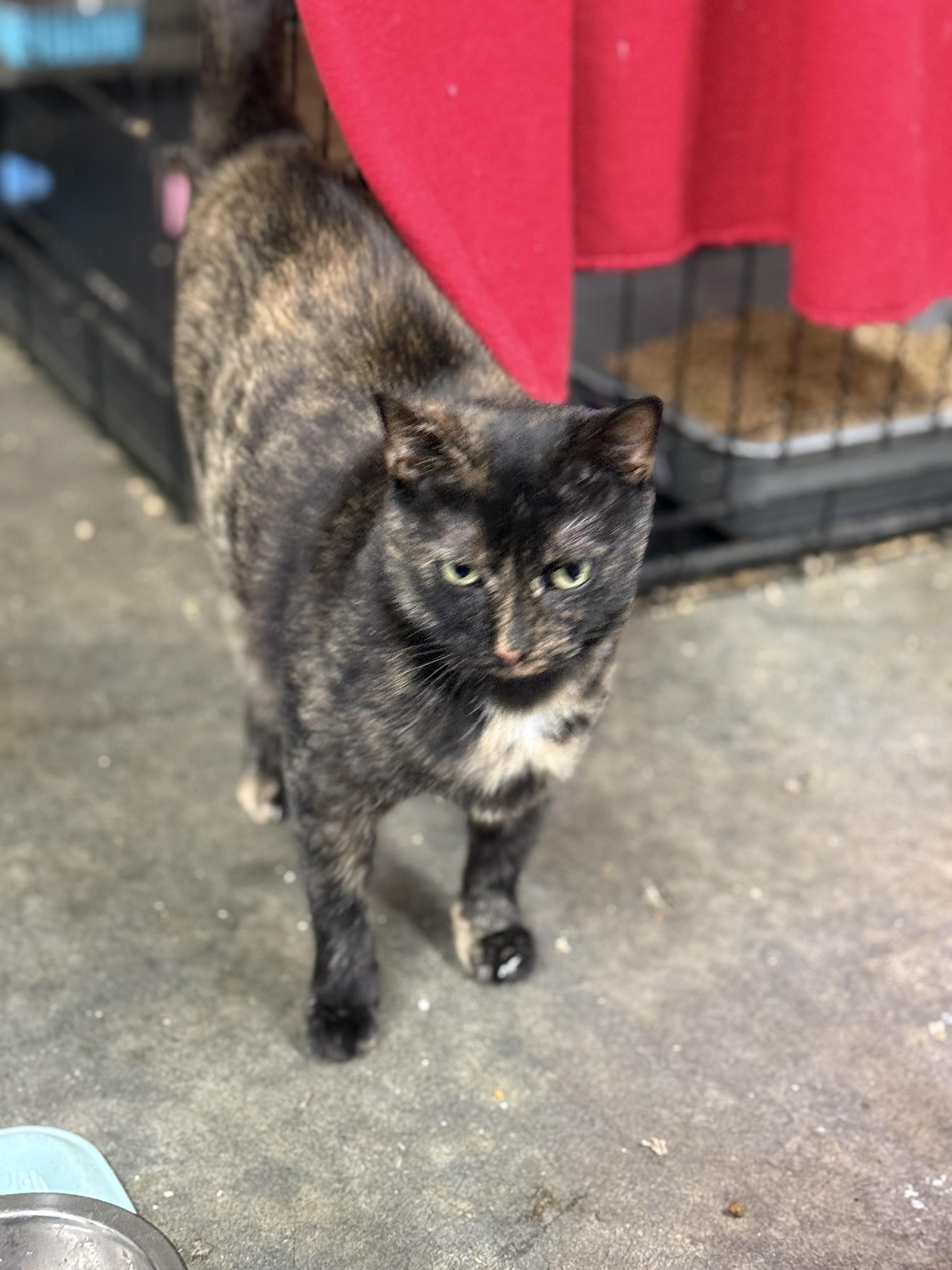 Zinnia, a ADOPTABLE Tortoiseshell in Johnson City, TN image 2/3