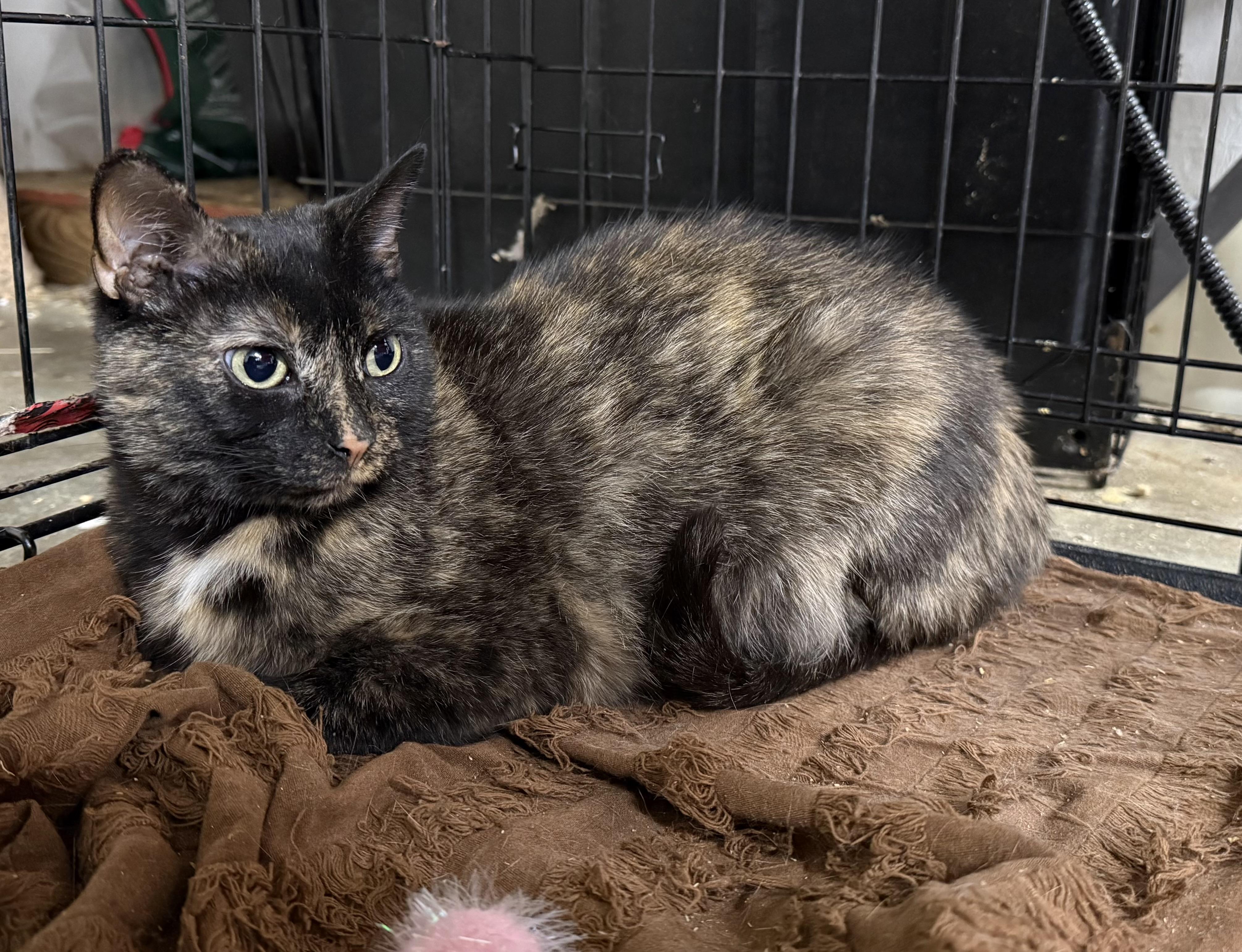 Zinnia, a ADOPTABLE Tortoiseshell in Johnson City, TN image 1/3