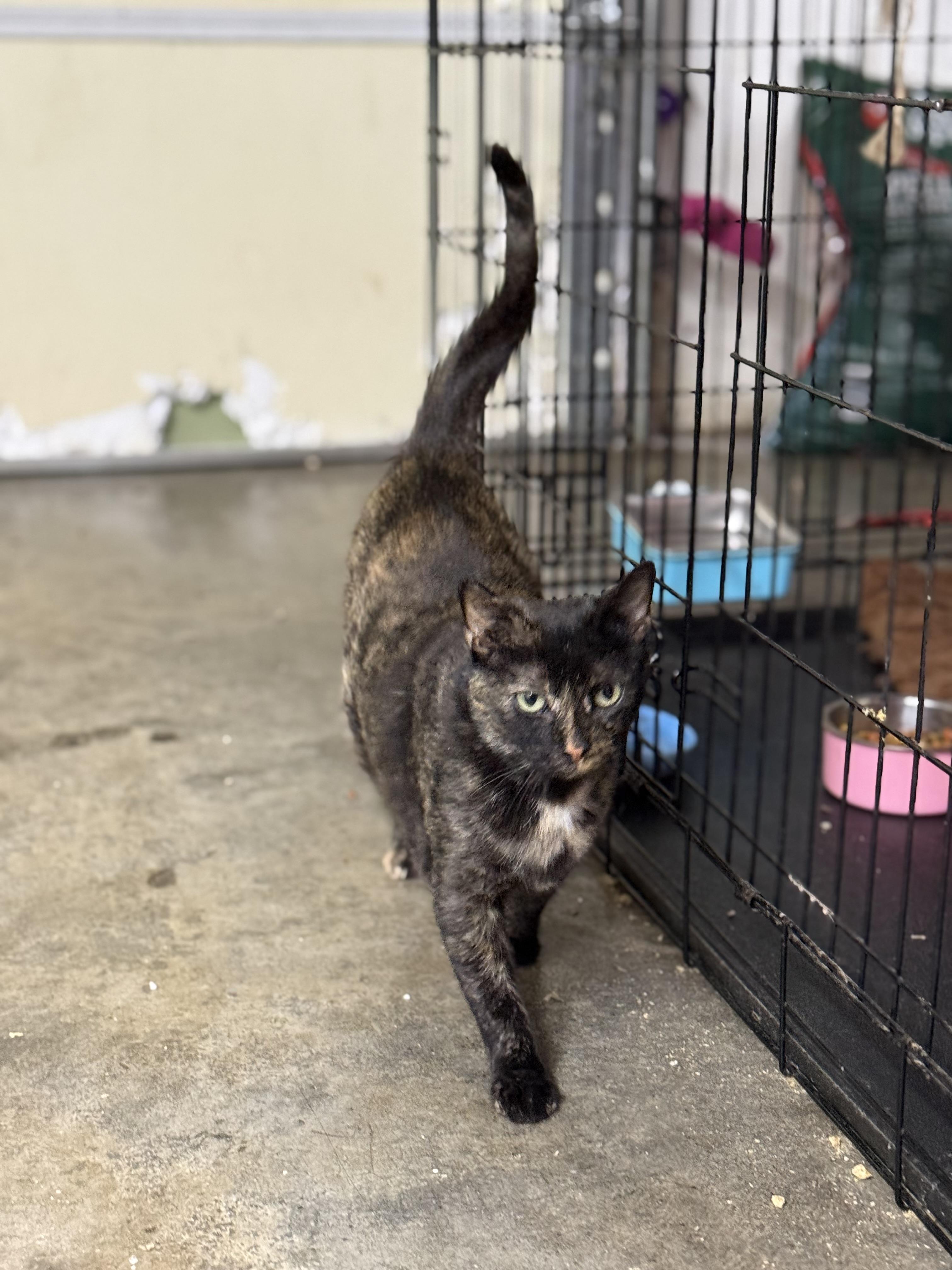 Zinnia, a ADOPTABLE Tortoiseshell in Johnson City, TN image 3/3