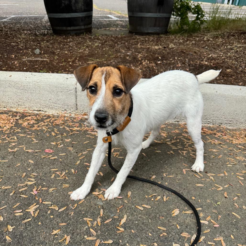 Enlarge Jackie, a Adoptable Jack Russell Terrier in Newberg, OR image 1/6