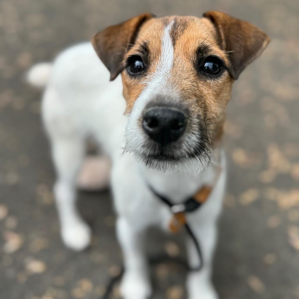 Enlarge Jackie, a Adoptable Jack Russell Terrier in Newberg, OR image 2/6