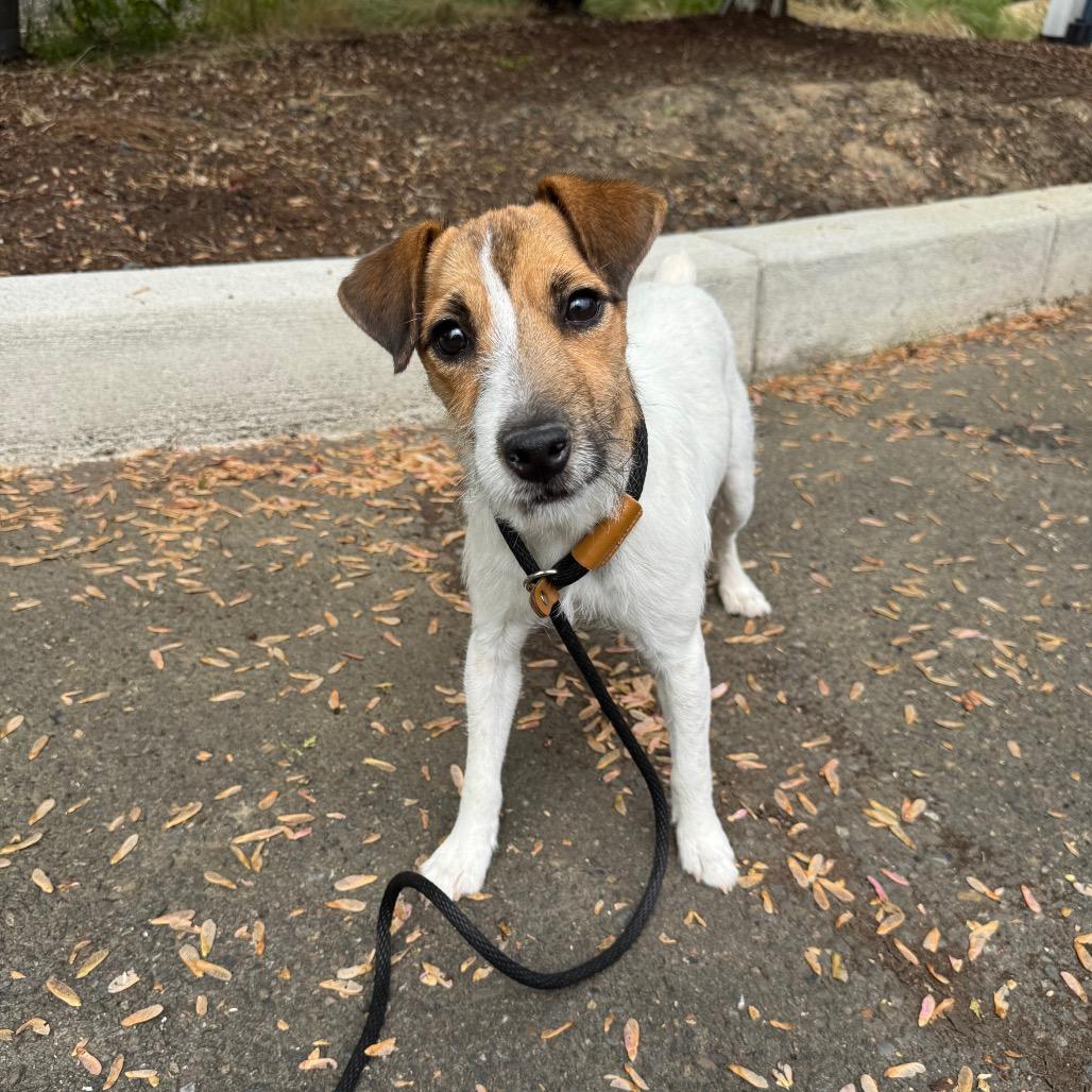 Enlarge Jackie, a Adoptable Jack Russell Terrier in Newberg, OR image 3/6