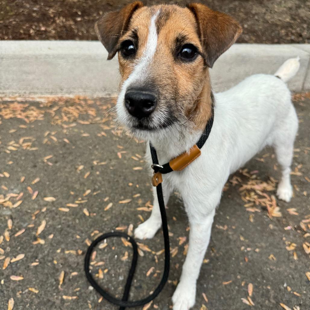 Enlarge Jackie, a Adoptable Jack Russell Terrier in Newberg, OR image 4/6