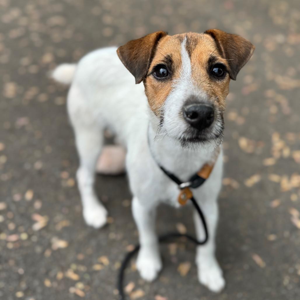 Enlarge Jackie, a Adoptable Jack Russell Terrier in Newberg, OR image 5/6