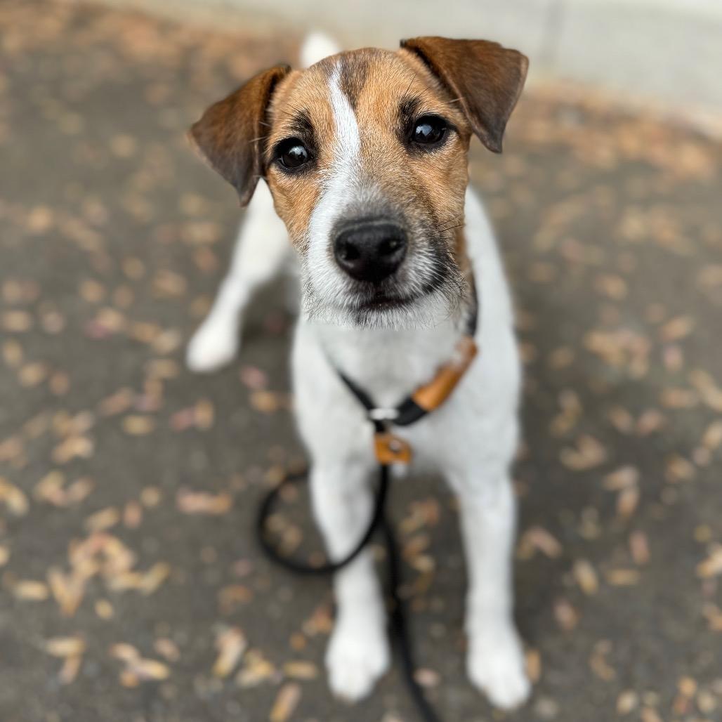 Enlarge Jackie, a Adoptable Jack Russell Terrier in Newberg, OR image 6/6