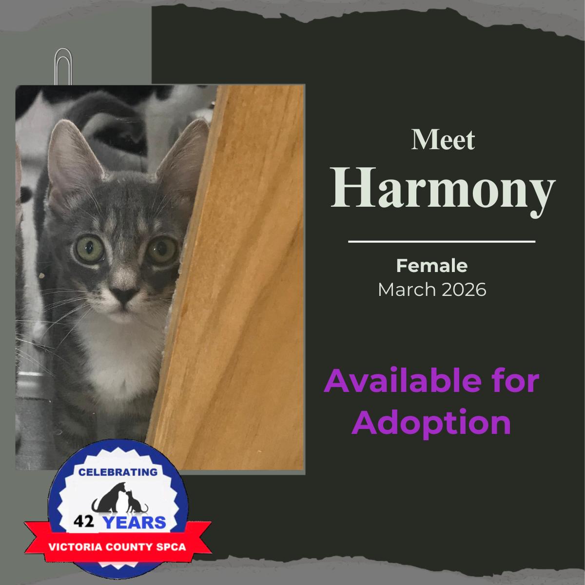Enlarge Harmony, a Adoptable Domestic Short Hair in Arthurette, NB image 1/1