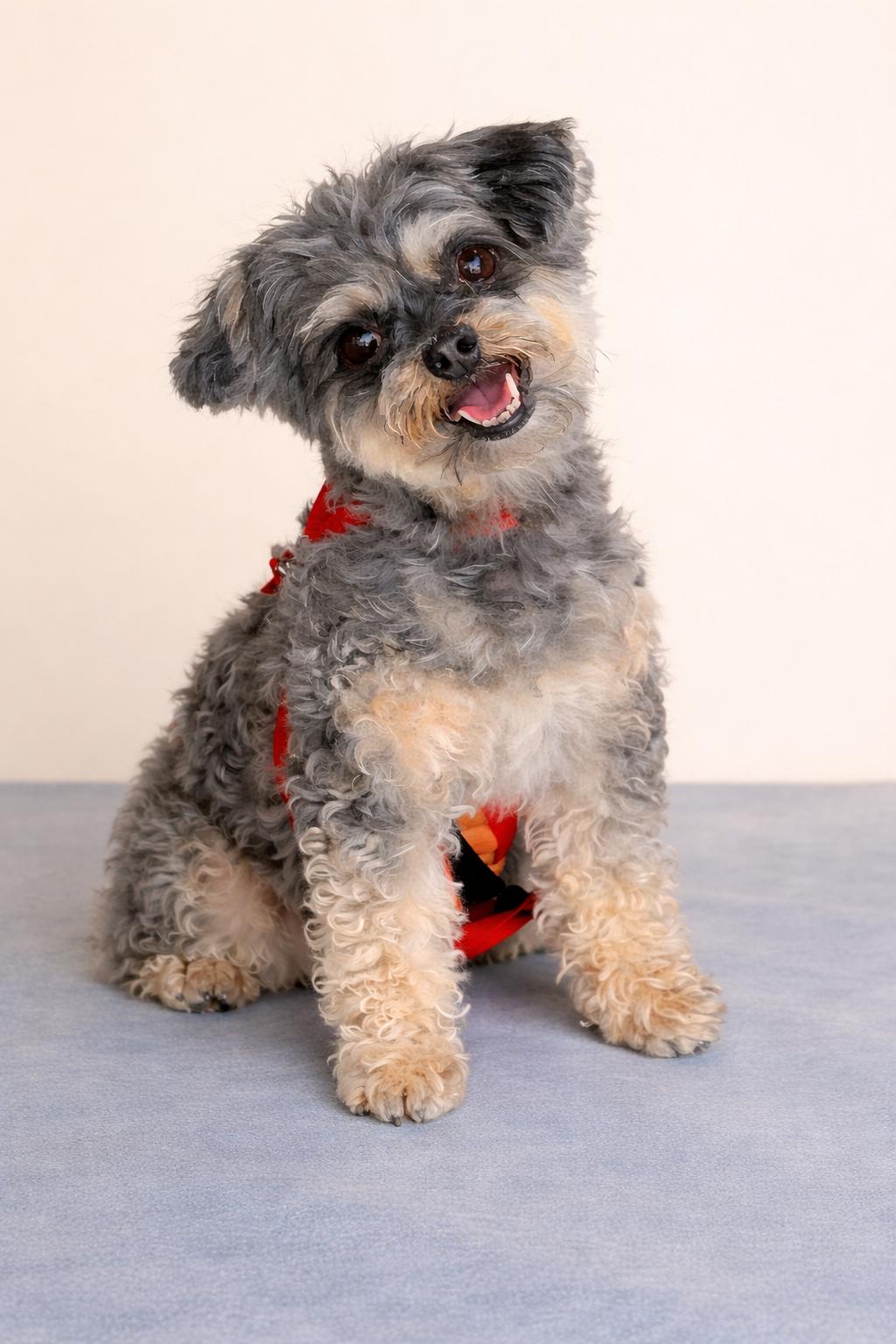 Enlarge Lovebug, a Adoptable mixed breed in San Pedro, CA image 2/4