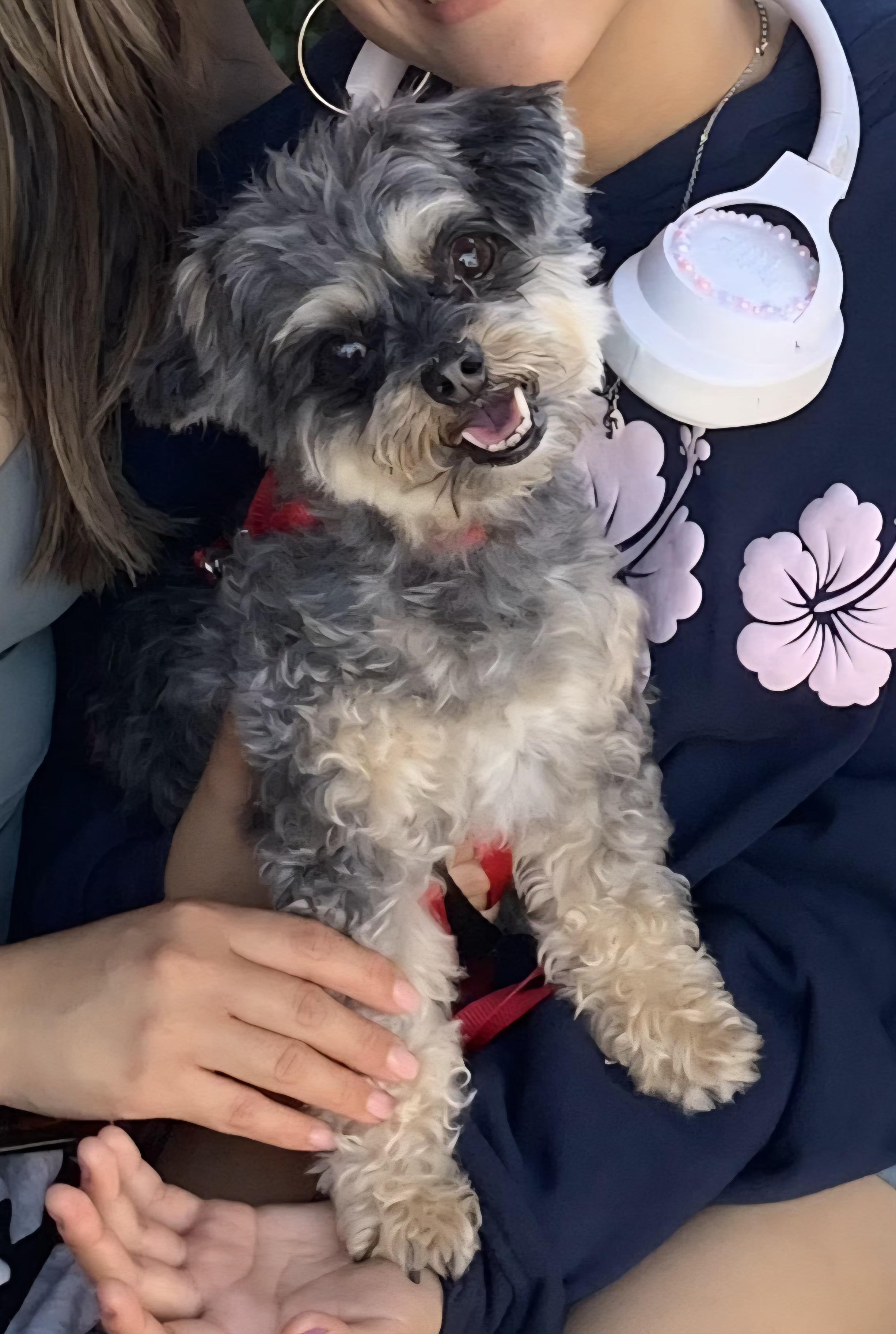 Enlarge Lovebug, a Adoptable mixed breed in San Pedro, CA image 3/4