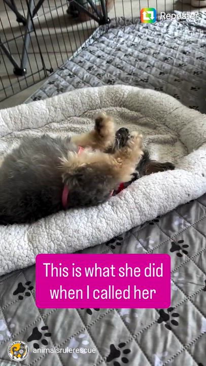 Enlarge Lovebug, a Adoptable mixed breed in San Pedro, CA video 4/4