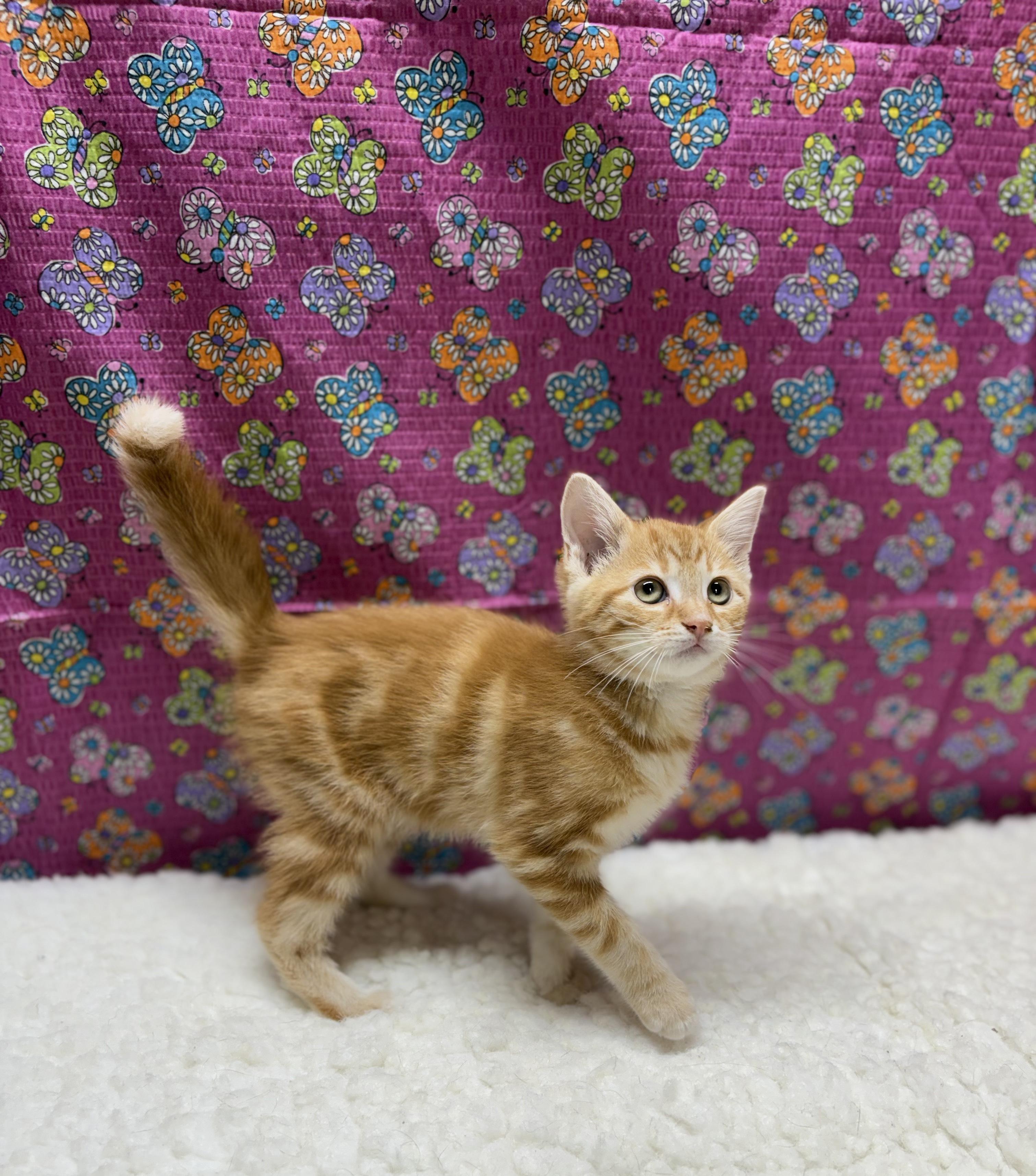 Hubert, adopted, Kitten Male Domestic Short Hair.
