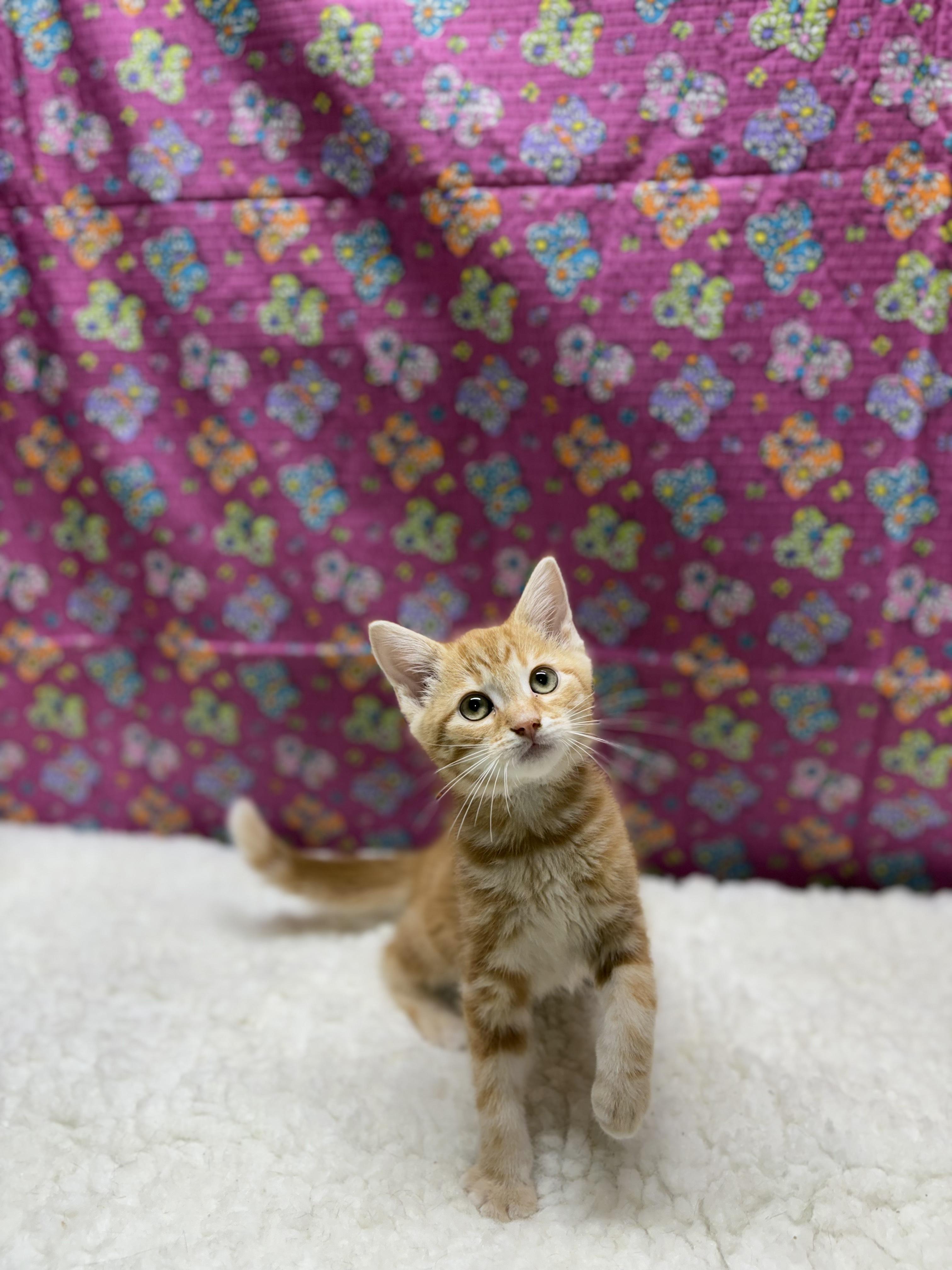 Hubert, an adopted Domestic Short Hair in Upper Sandusky, OH image 3/3