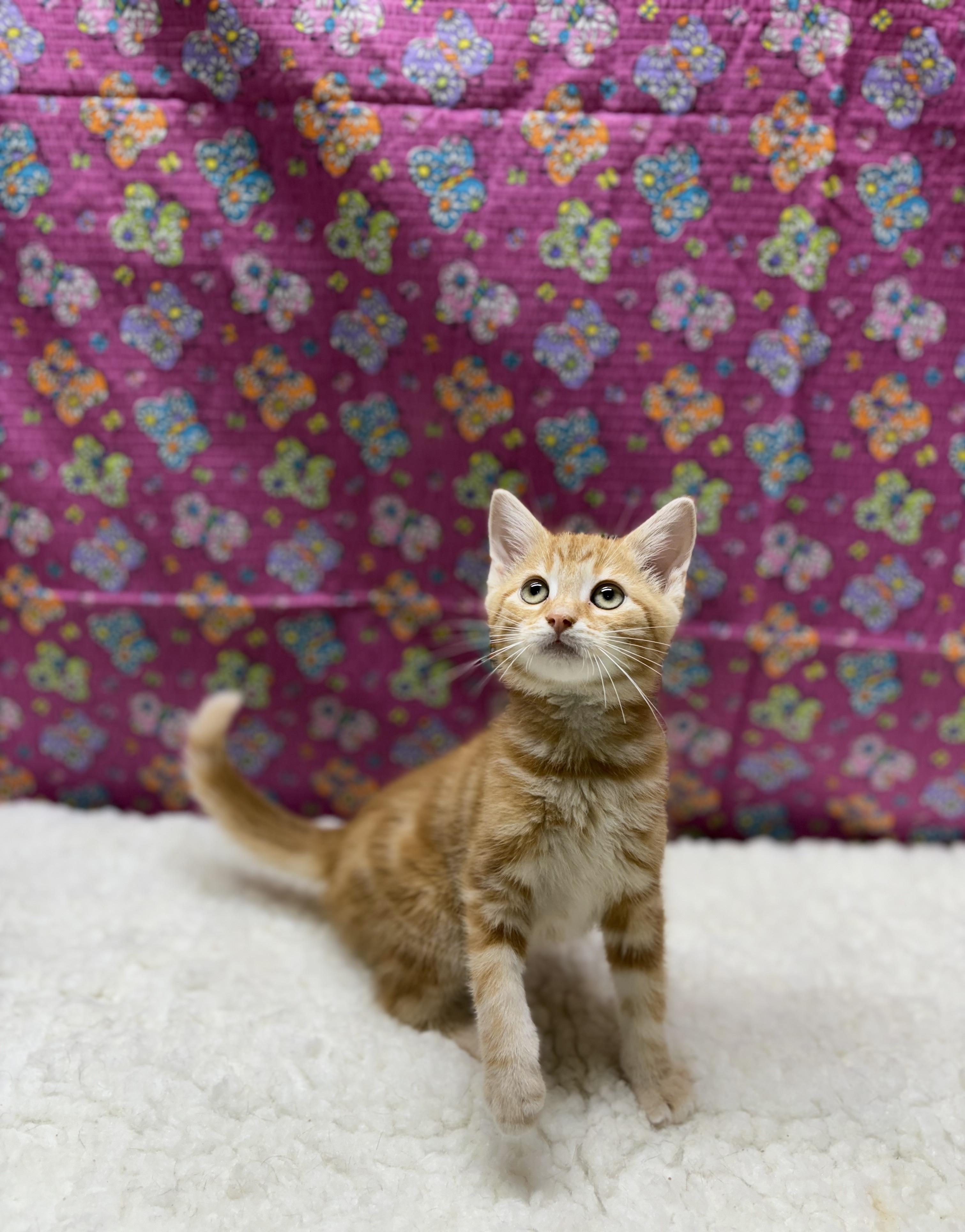 Hubert, an adopted Domestic Short Hair in Upper Sandusky, OH image 2/3