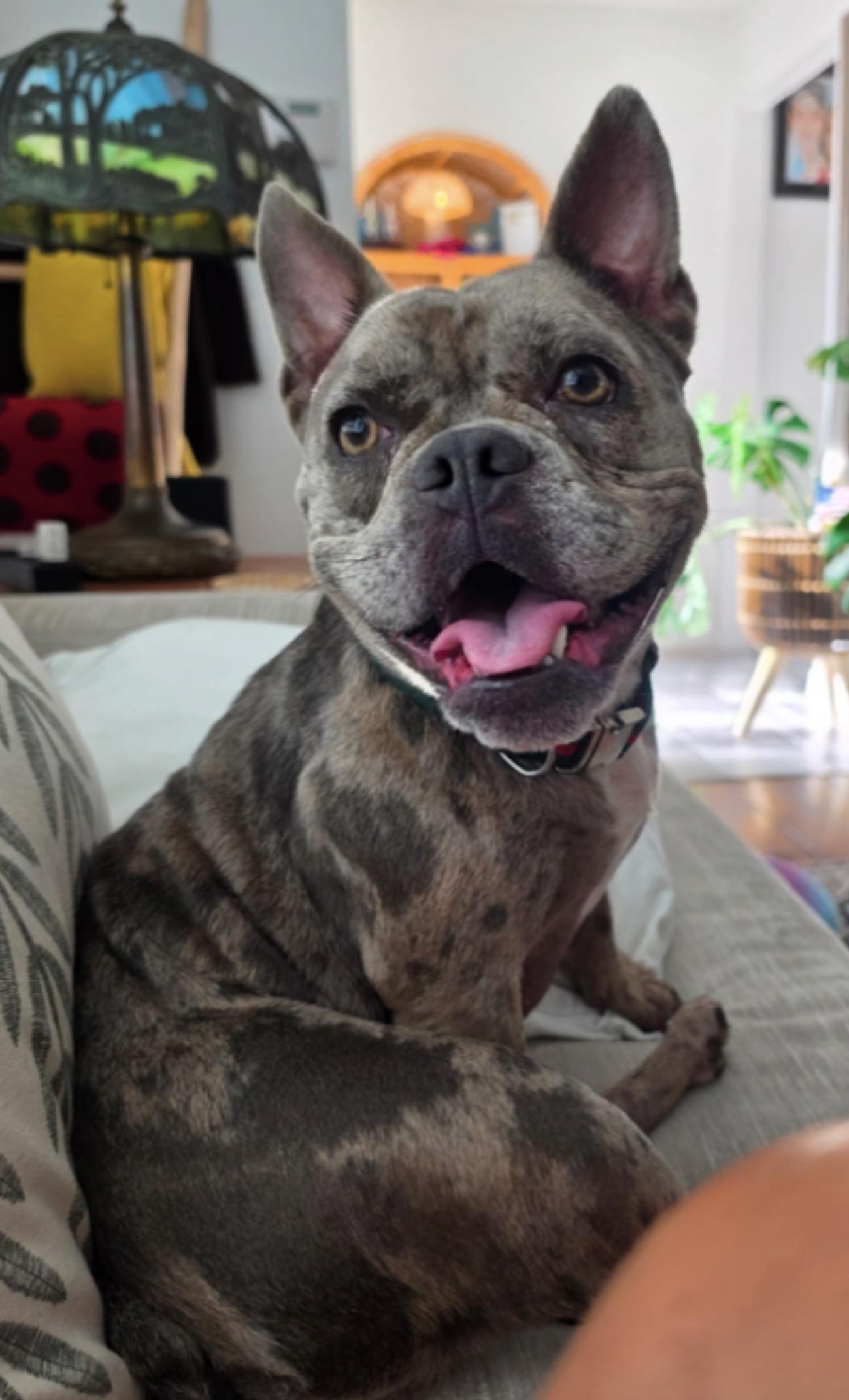 Azula, Adoptable, Adult Female French Bulldog.