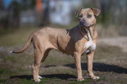 Enlarge Nyla, a Adoptable mixed breed in Port Saint Joe, FL image 1/2