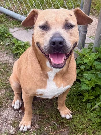 Nyla, Adoptable, Young Female American Bulldog & Mixed Breed.