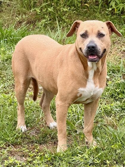 Enlarge Nyla, a Adoptable mixed breed in Port Saint Joe, FL image 3/3