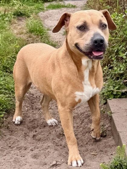 Nyla, a Adoptable mixed breed in Port Saint Joe, FL image 3/3