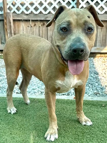 Nyla, Adoptable, Young Female American Bulldog & Mixed Breed.