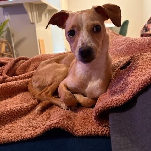 Penny, a Adopted mixed breed in Lakeside, CA image 5/6
