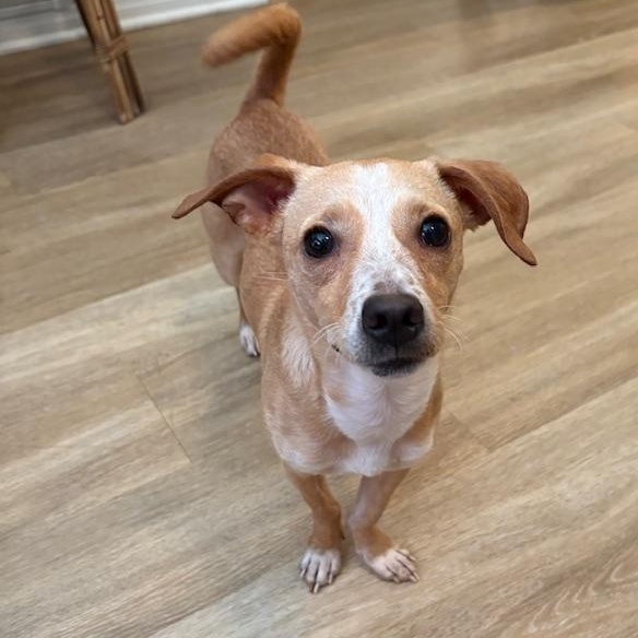 Penny, a Adopted mixed breed in Lakeside, CA image 1/6