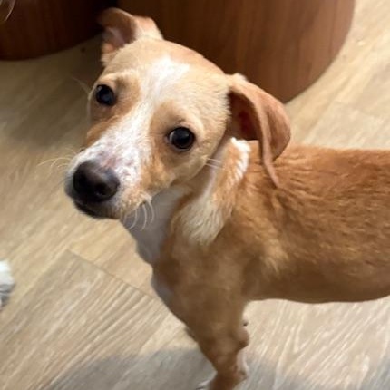 Penny, a Adopted mixed breed in Lakeside, CA image 3/6