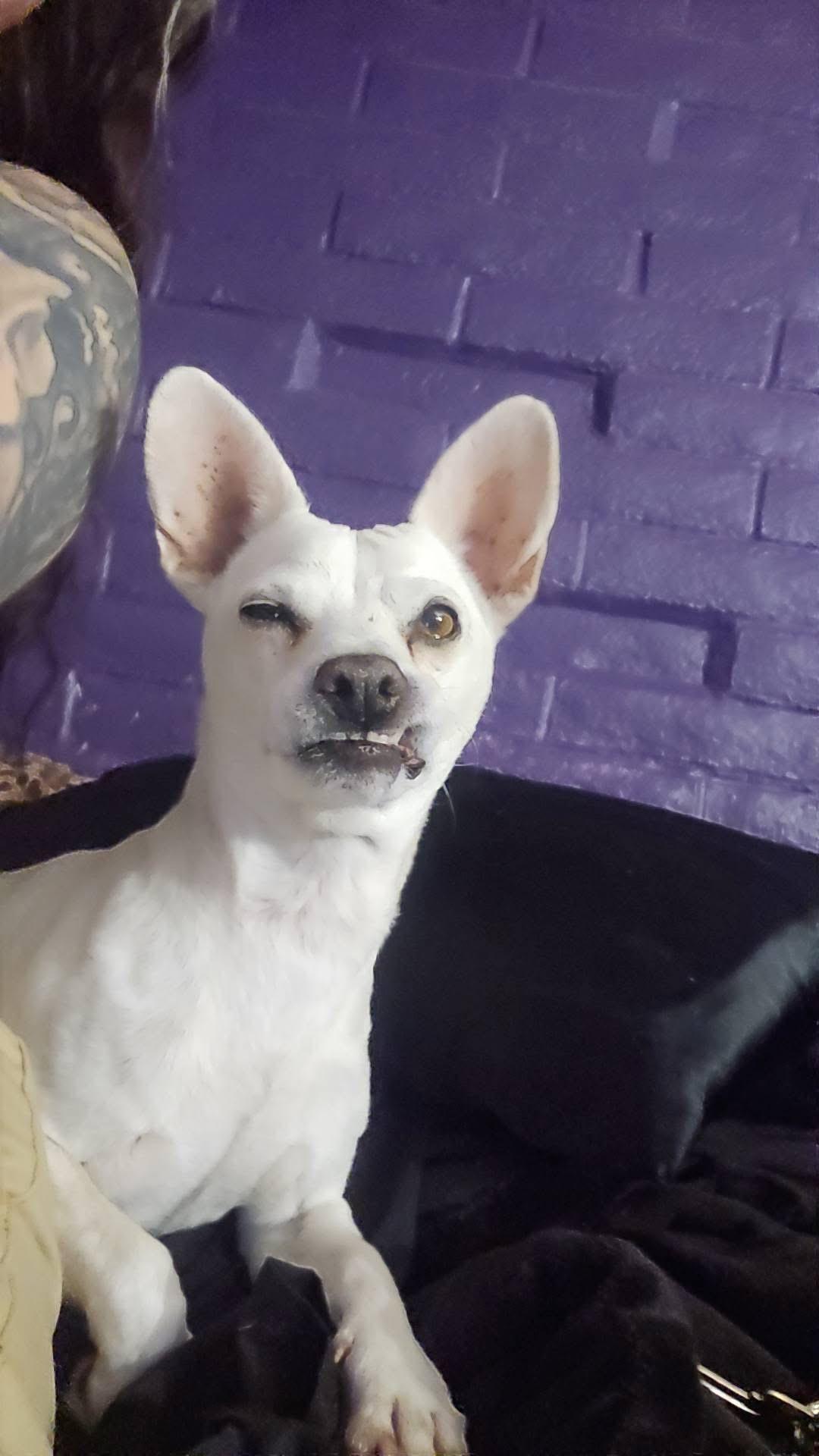 Enlarge Casper, a ADOPTABLE Chihuahua in Tucson, AZ image 2/2