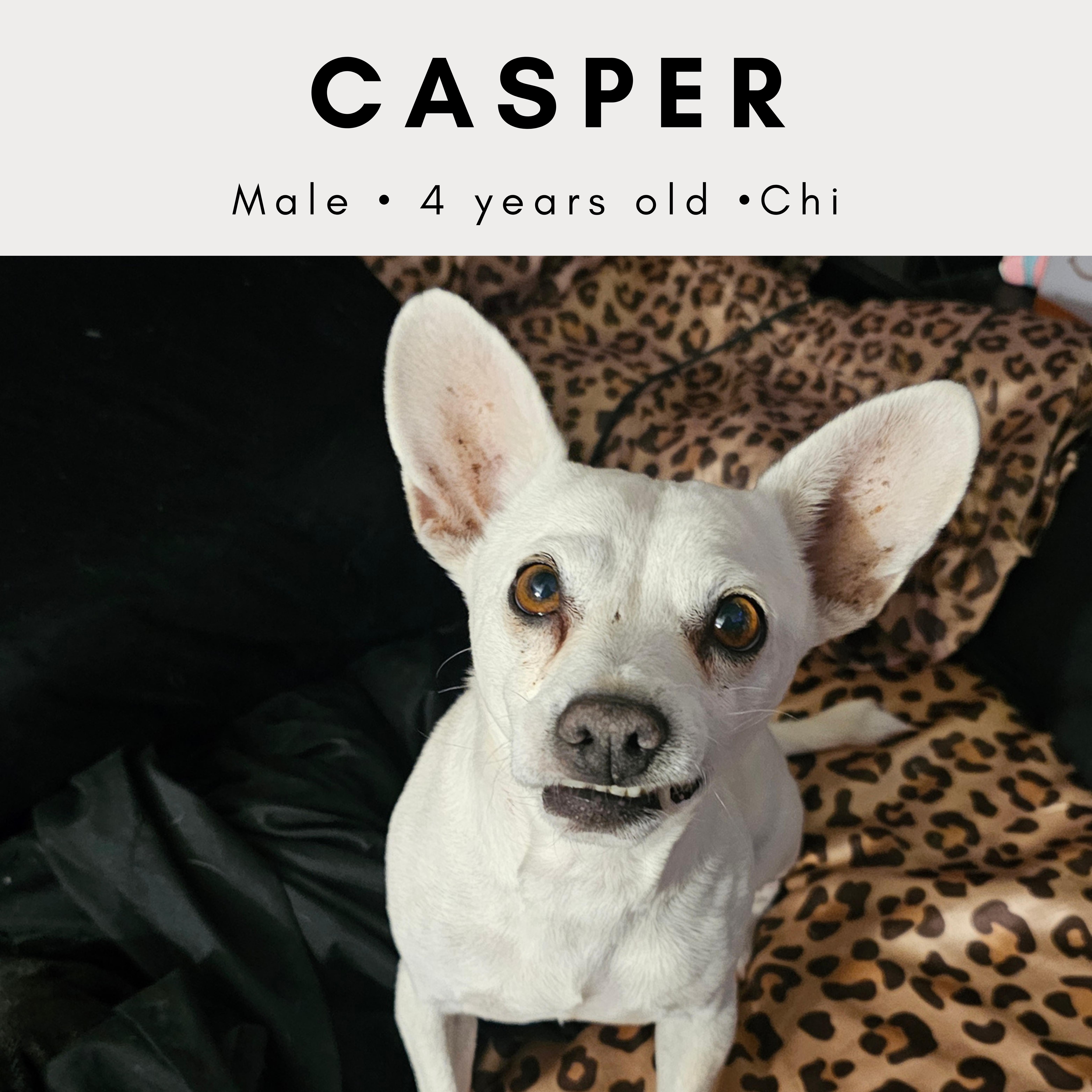 Enlarge Casper, a ADOPTABLE Chihuahua in Tucson, AZ image 1/2