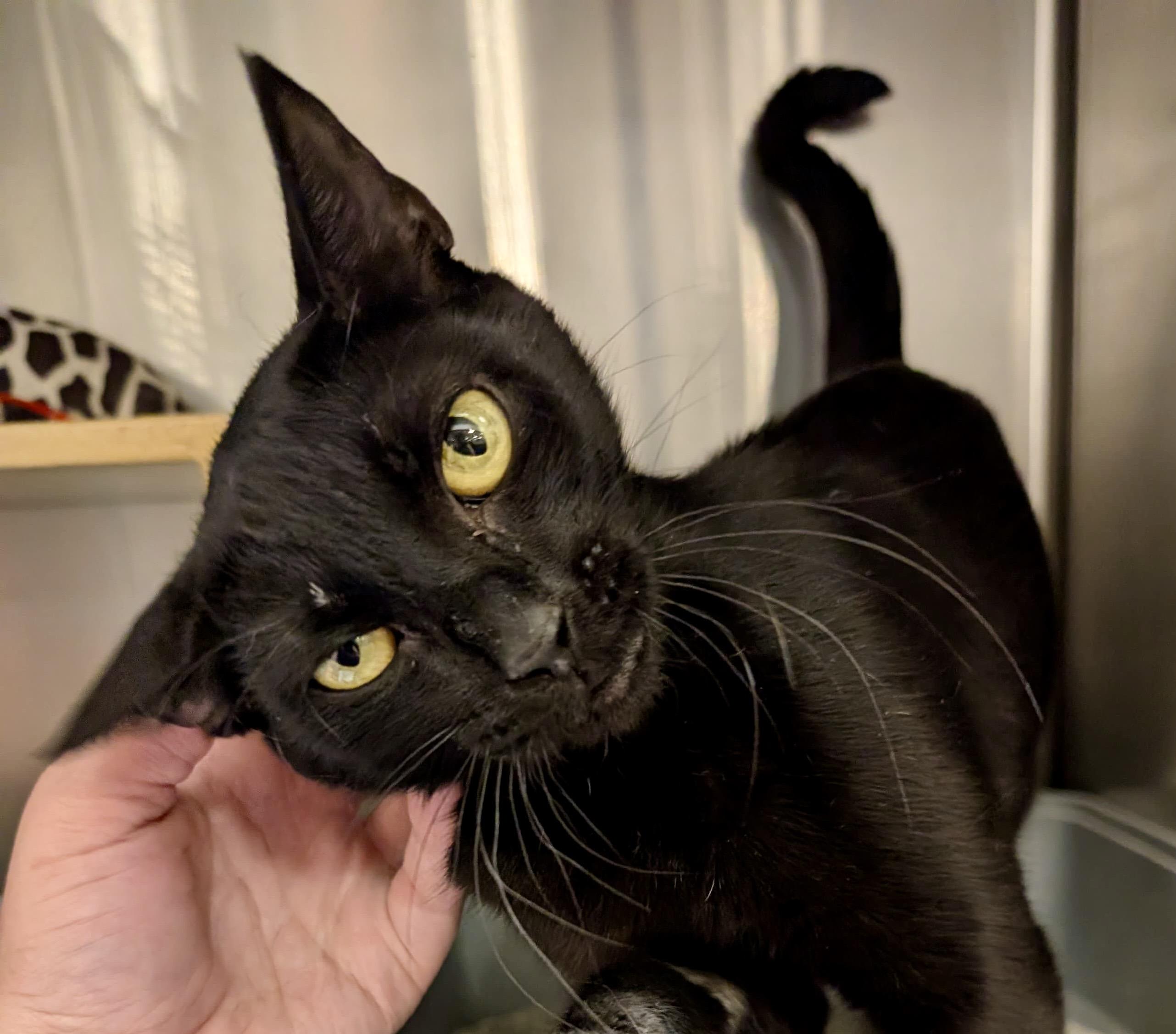 Elowen, a Adoptable Domestic Short Hair in San Juan Capistrano, CA image 2/5