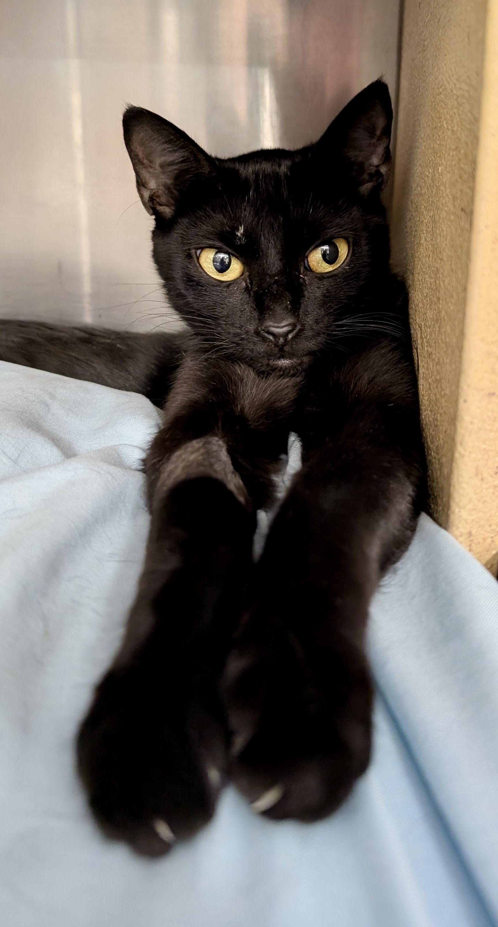 Elowen, a Adoptable Domestic Short Hair in San Juan Capistrano, CA image 4/5