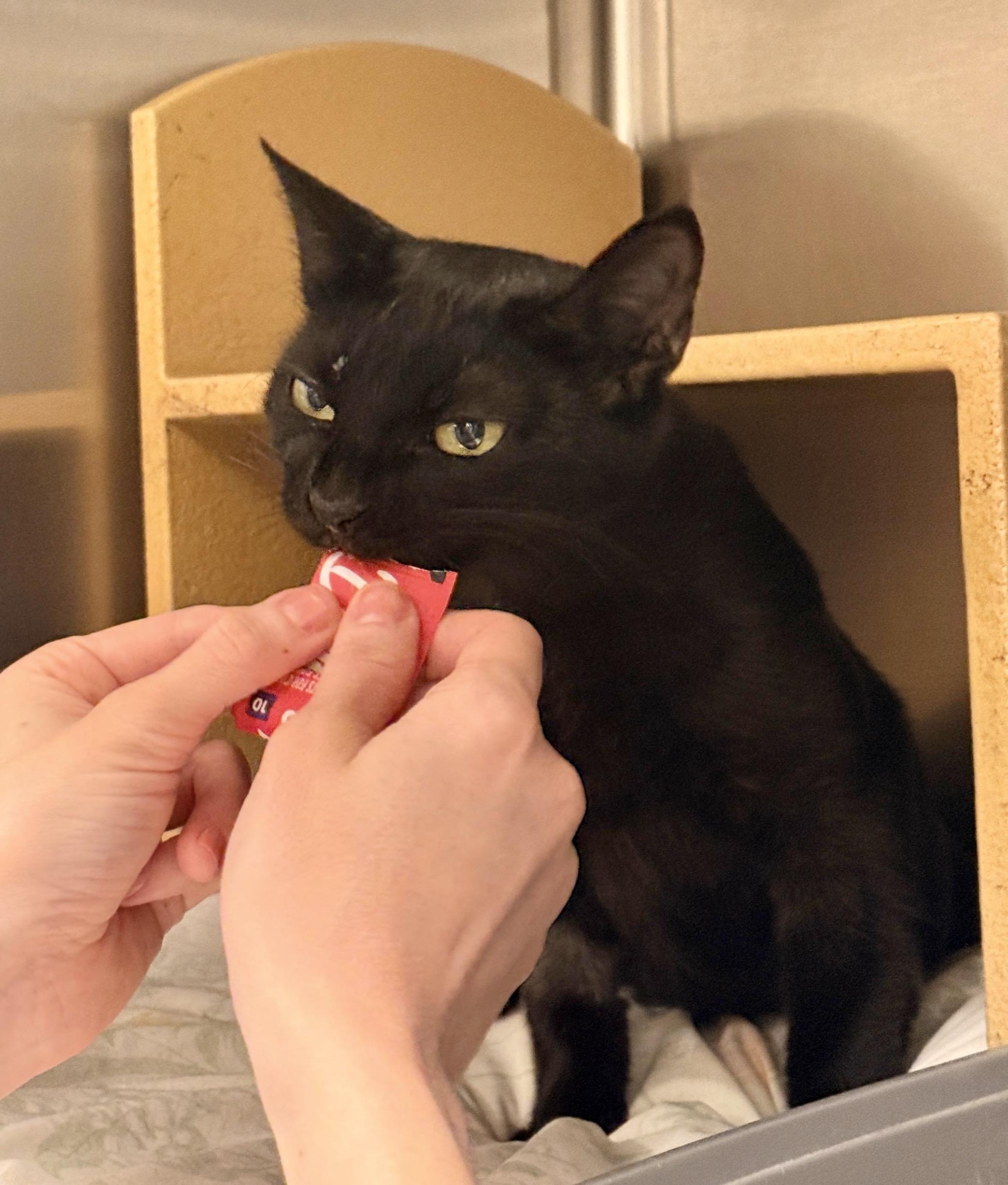 Elowen, Adoptable, Adult Female Domestic Short Hair.