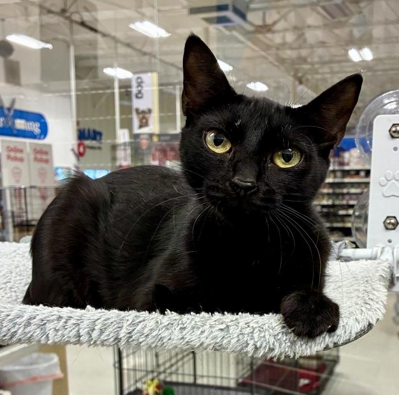 Elowen, a Adoptable Domestic Short Hair in San Juan Capistrano, CA image 3/5