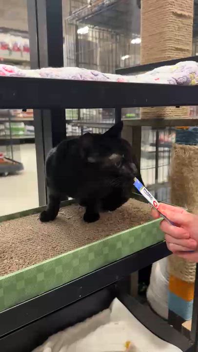 Enlarge Elowen, a Adoptable Domestic Short Hair in San Juan Capistrano, CA video 5/5