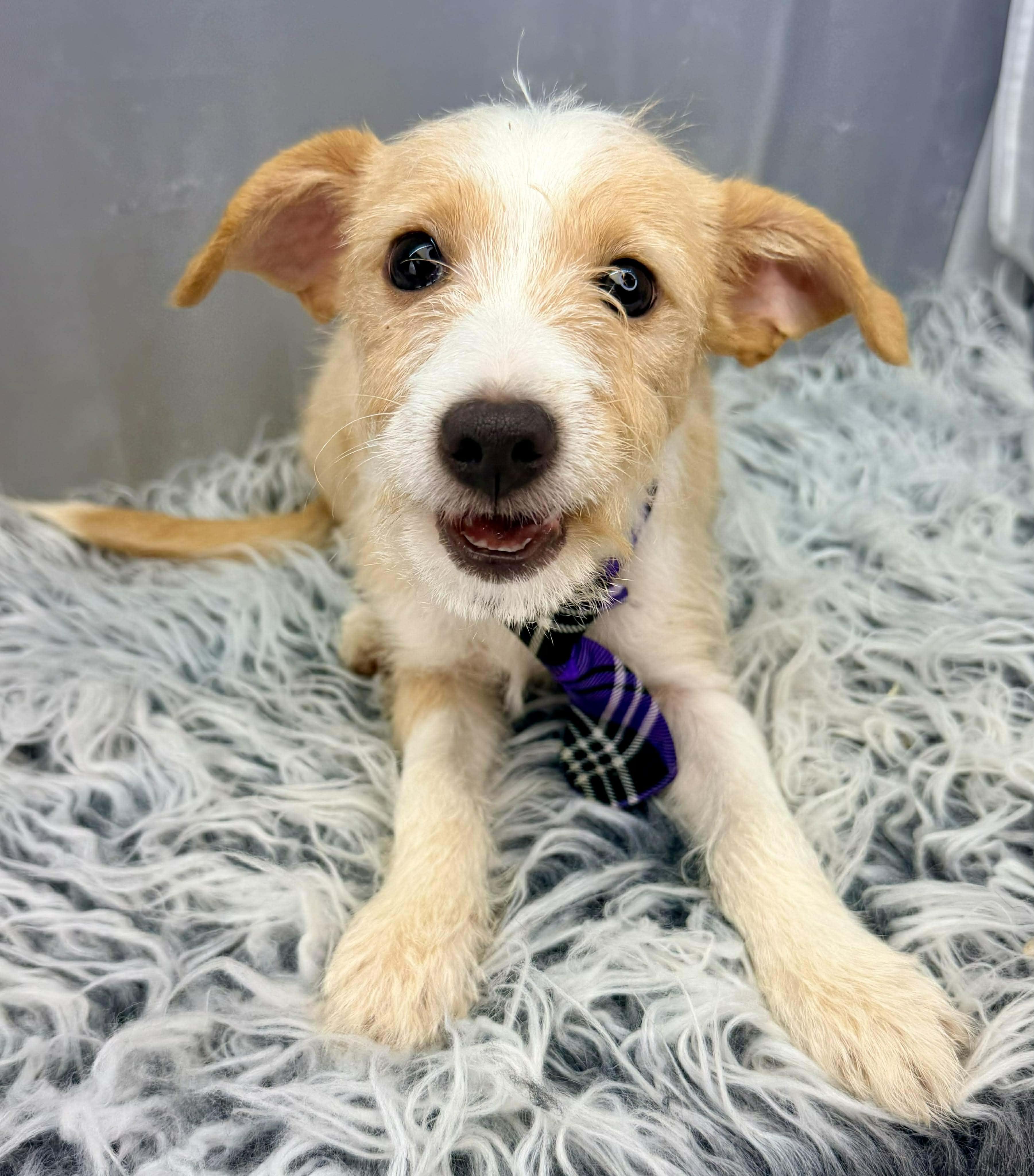 Enlarge Scamp, a Adoptable mixed breed in Southfield , MI image 1/6