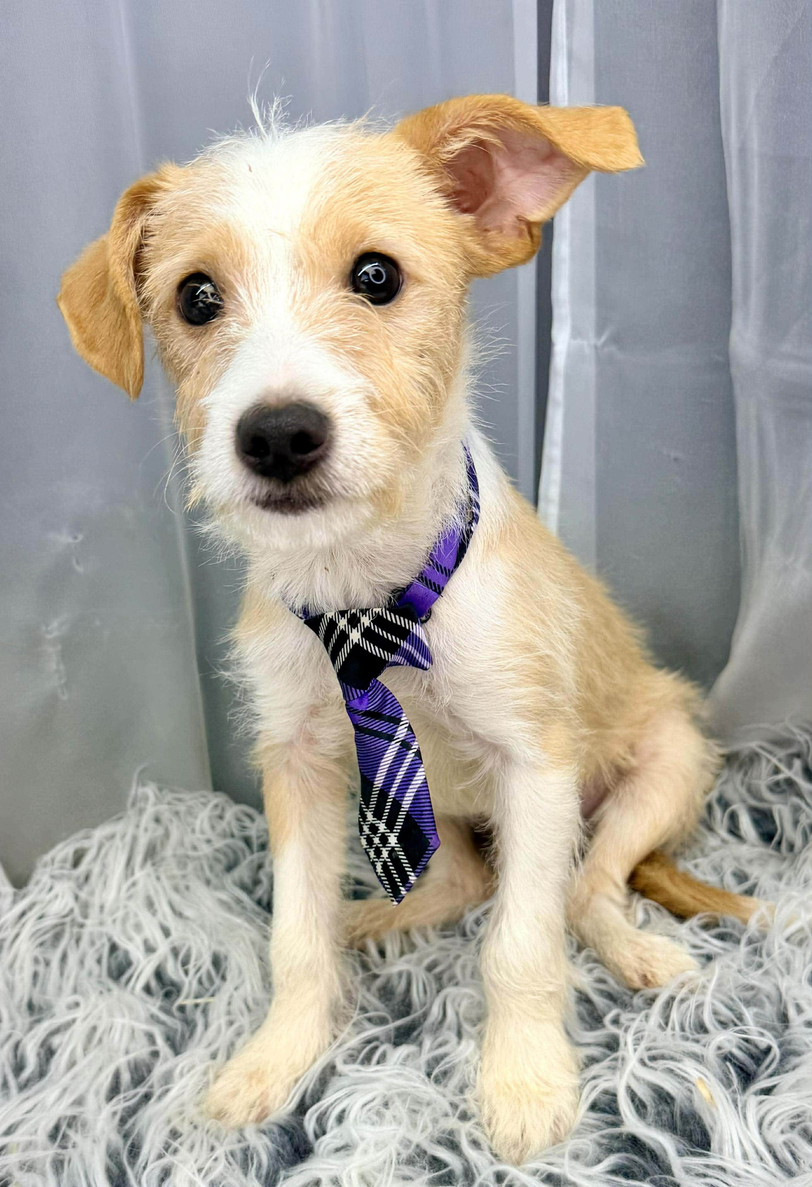 Enlarge Scamp, a Adoptable mixed breed in Southfield , MI image 5/6