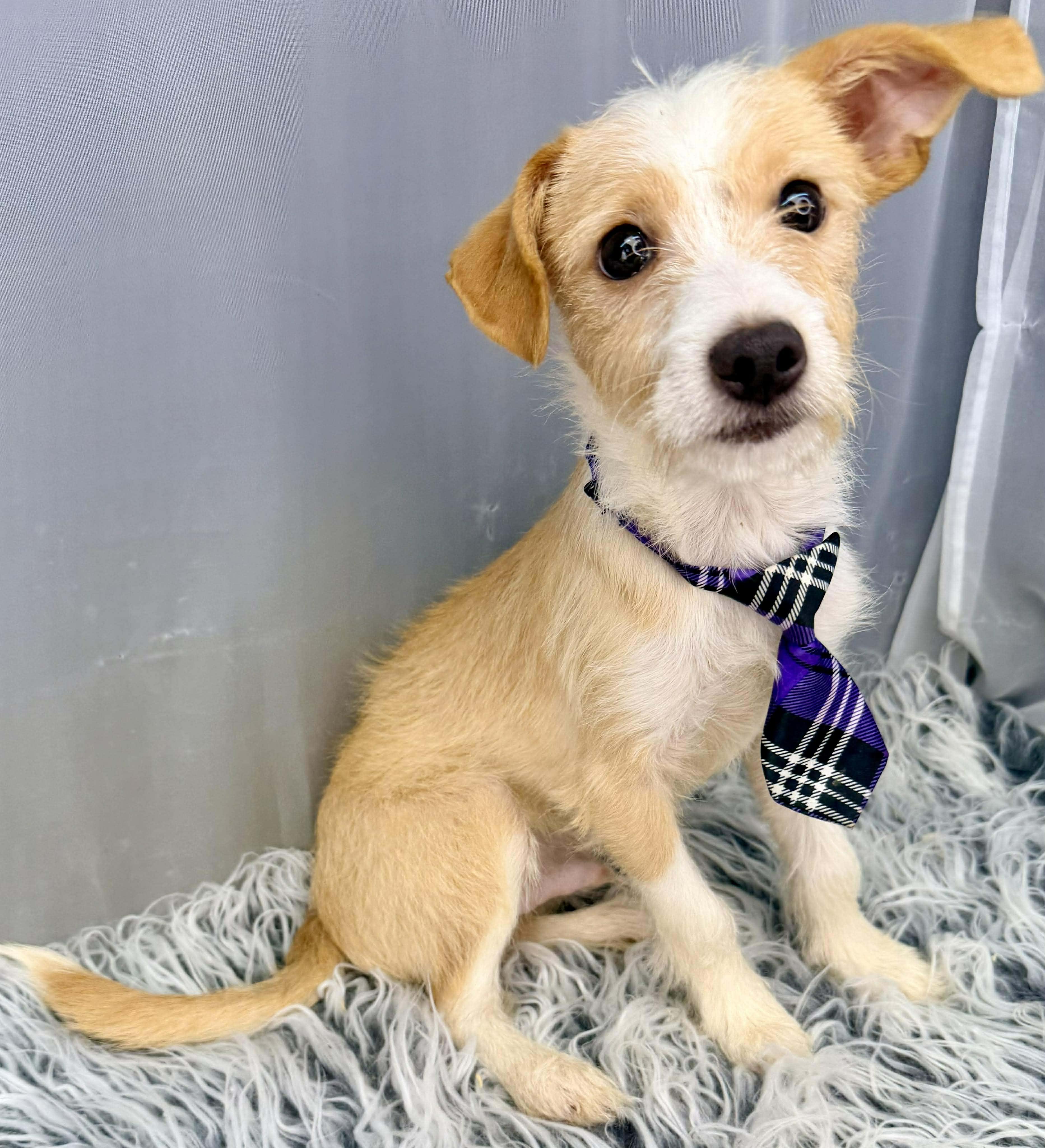 Enlarge Scamp, a Adoptable mixed breed in Southfield , MI image 6/6