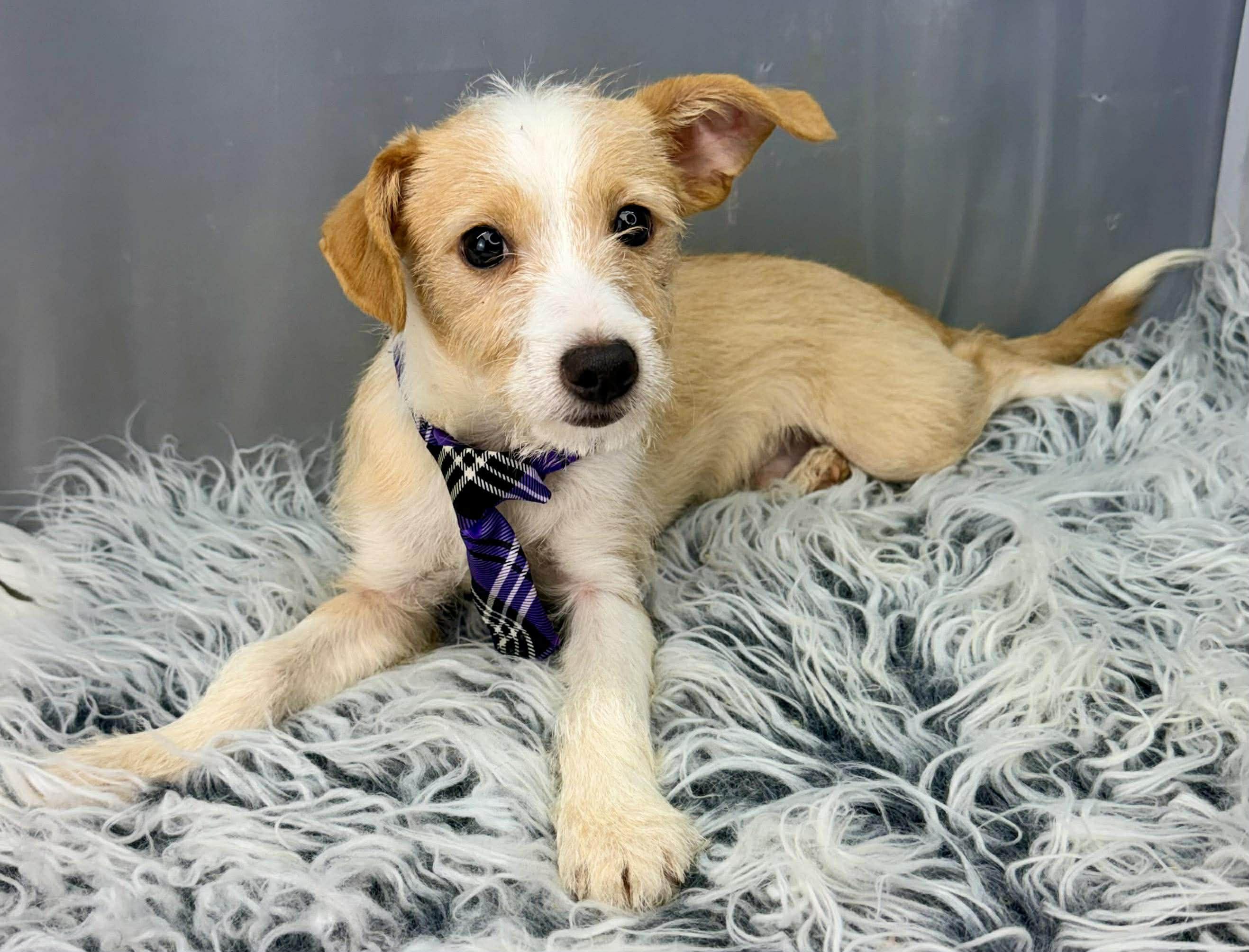 Enlarge Scamp, a Adoptable mixed breed in Southfield , MI image 3/6