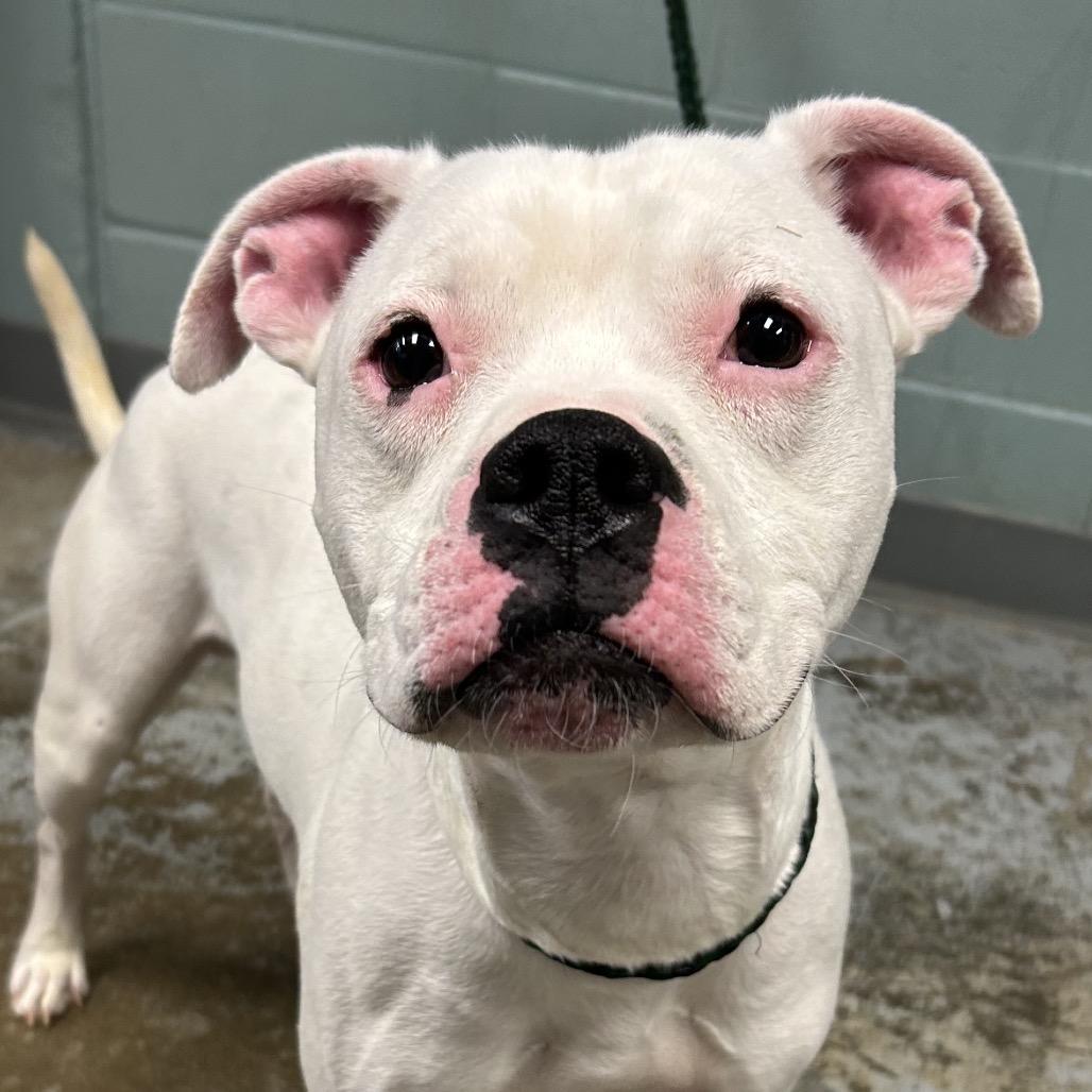 Chop, Adoptable, Adult Male Boxer.