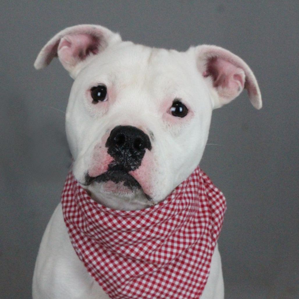 Enlarge Chop, a Adoptable mixed breed in Greenville, SC image 2/6