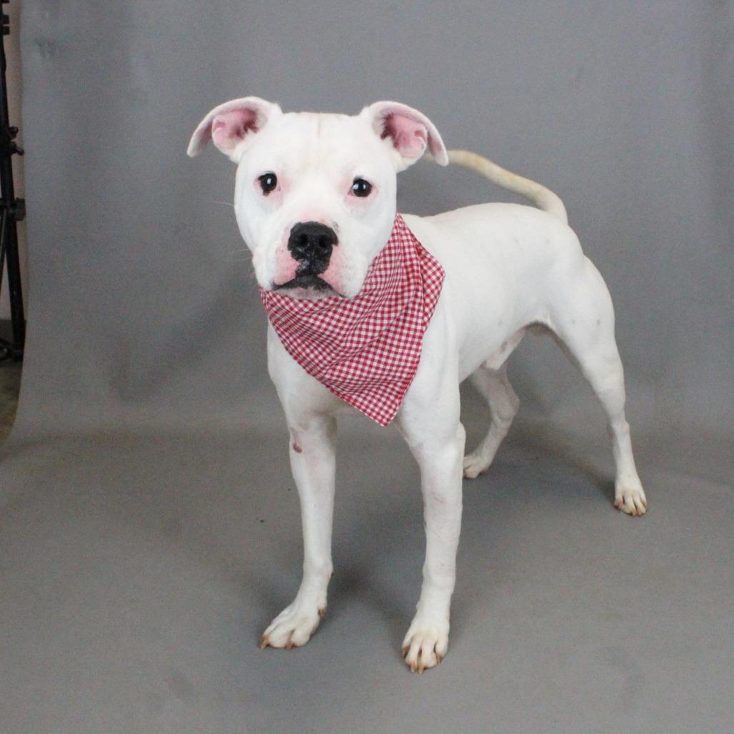 Enlarge Chop, a Adoptable mixed breed in Greenville, SC image 3/6