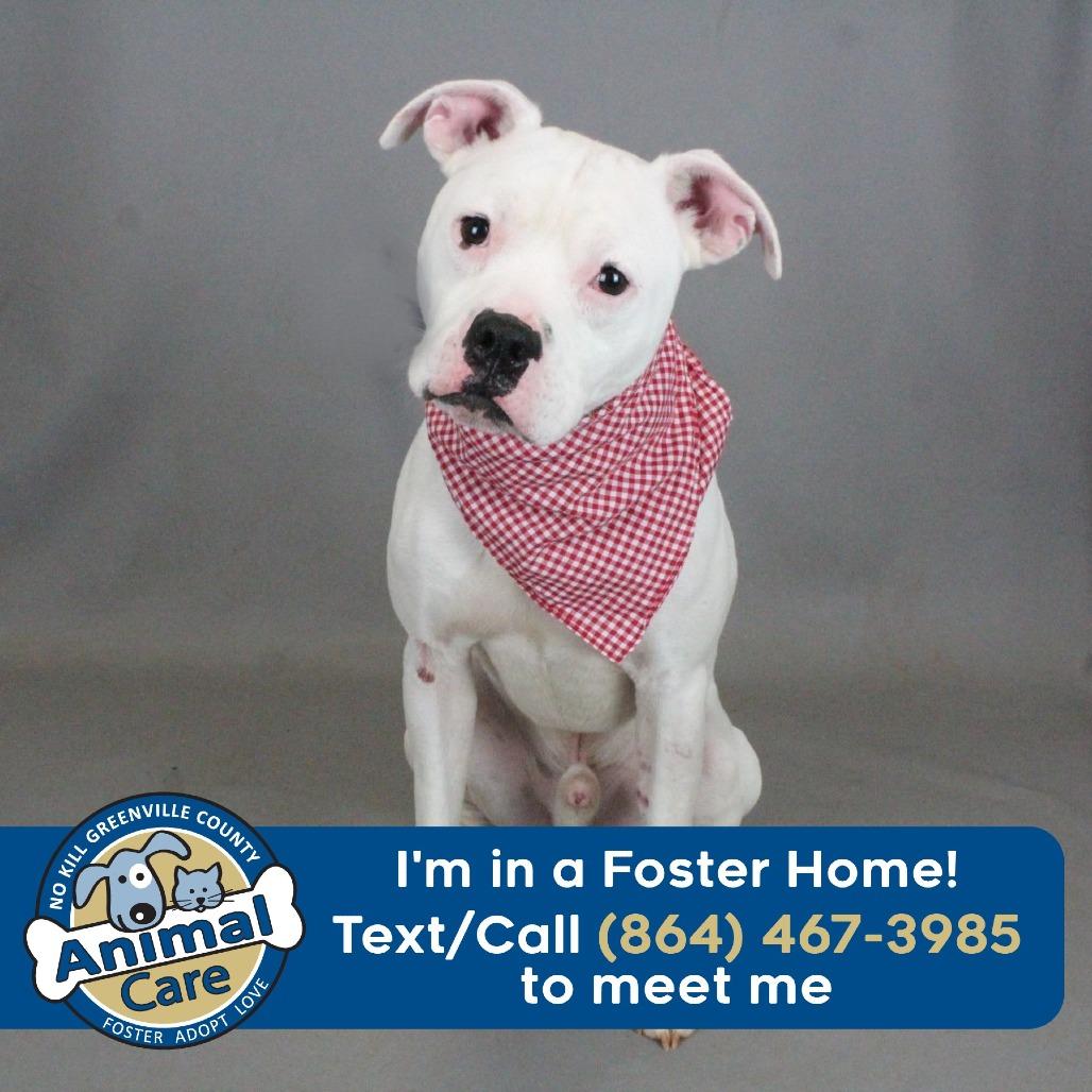 Enlarge Chop, a Adoptable mixed breed in Greenville, SC image 4/6