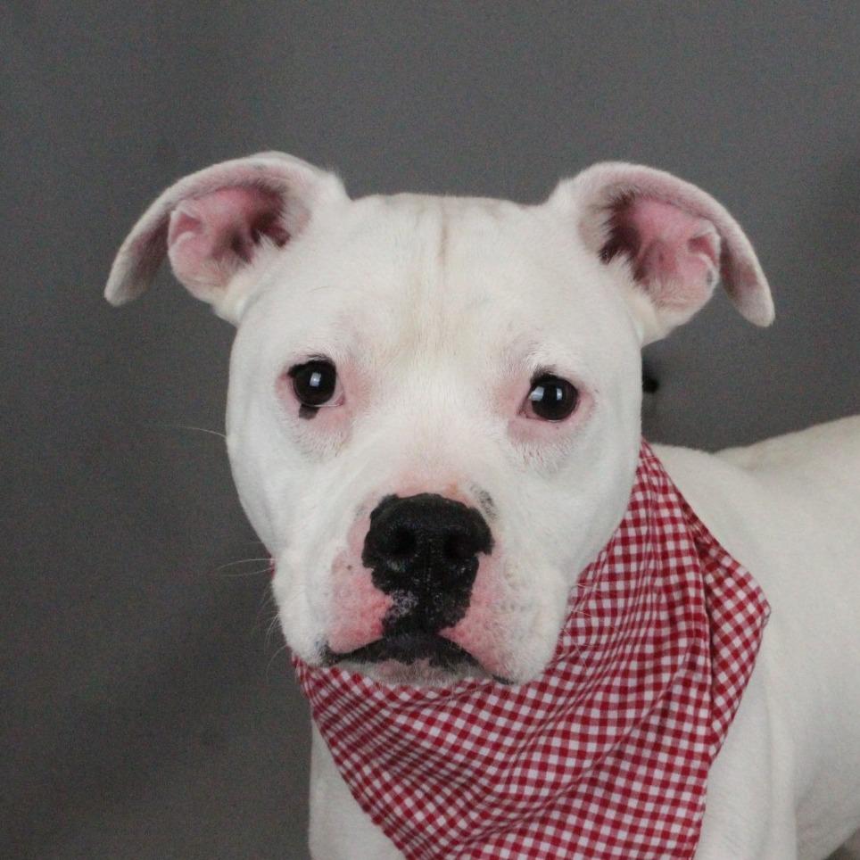 Enlarge Chop, a Adoptable mixed breed in Greenville, SC image 6/6